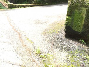 アリ
