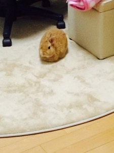 image1 (1)